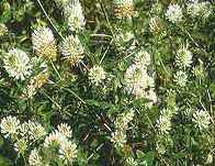 Yuchi_Arrowleaf_Clover.jpg